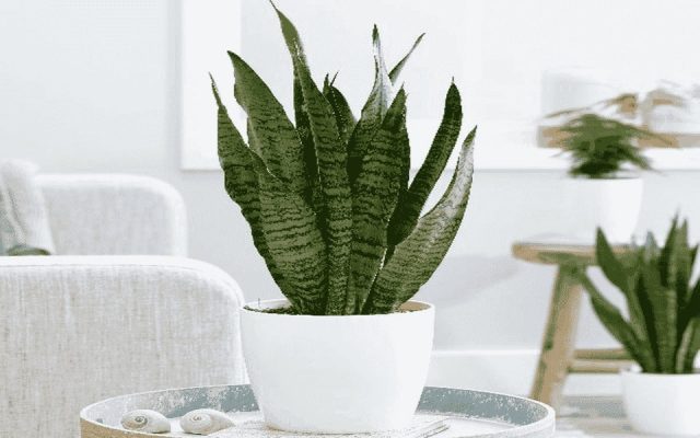 Cây lưỡi hổ phong thủy - Nội thất gỗ óc chó Anh Vũ
