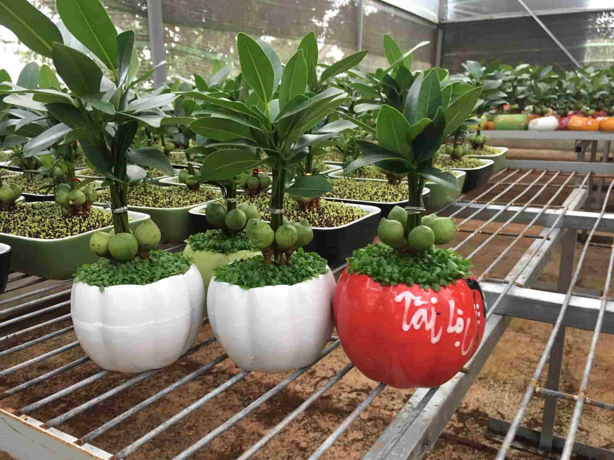 Cây tài lộc phong thủy - Nội thất gỗ óc chó Anh Vũ