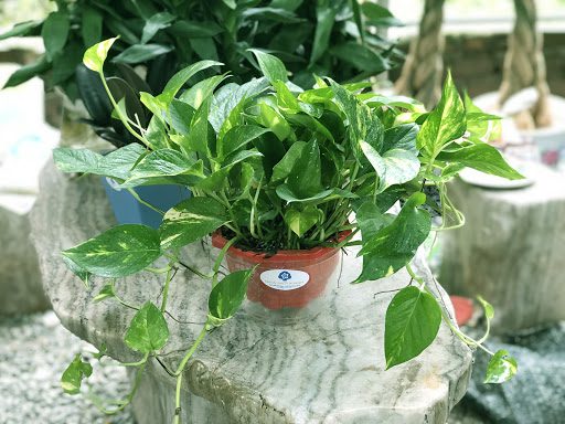 Cây vạn niên thanh phong thủy - Nội thất gỗ óc chó Anh Vũ