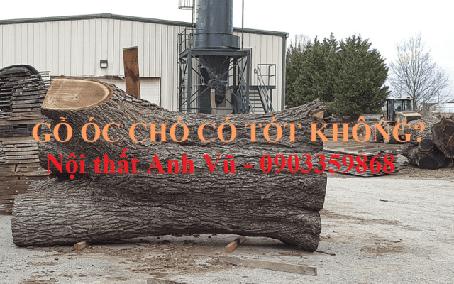 Gỗ óc chó có tốt không? Nội thất gỗ óc chó cao cấp Anh Vũ Gỗ óc chó có tốt không